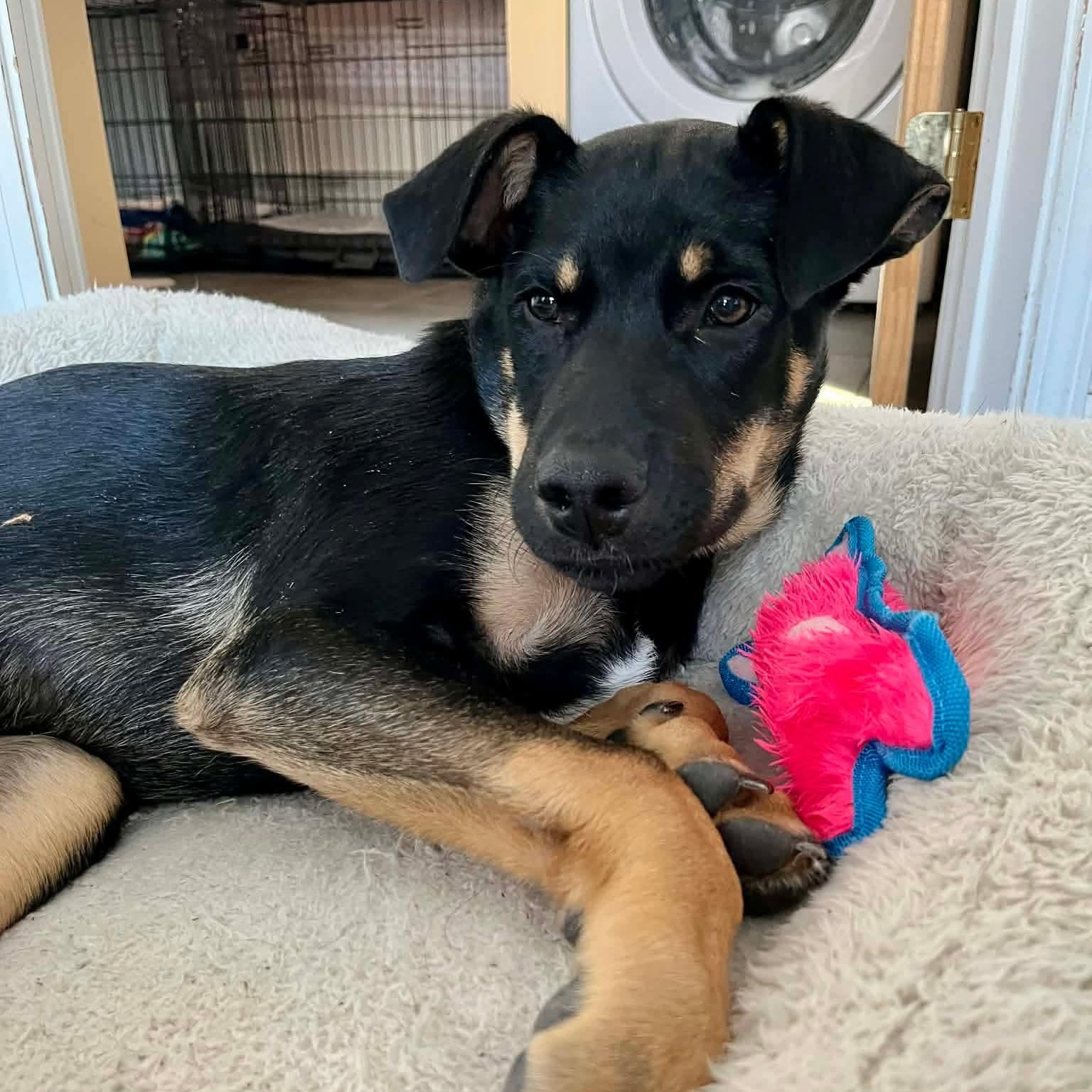 LeFou — thumbnail 4