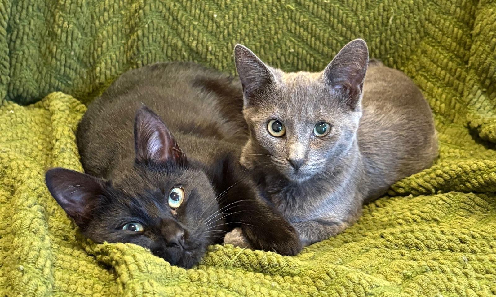 Marcus, Adoptable, Kitten Male Domestic Short Hair.