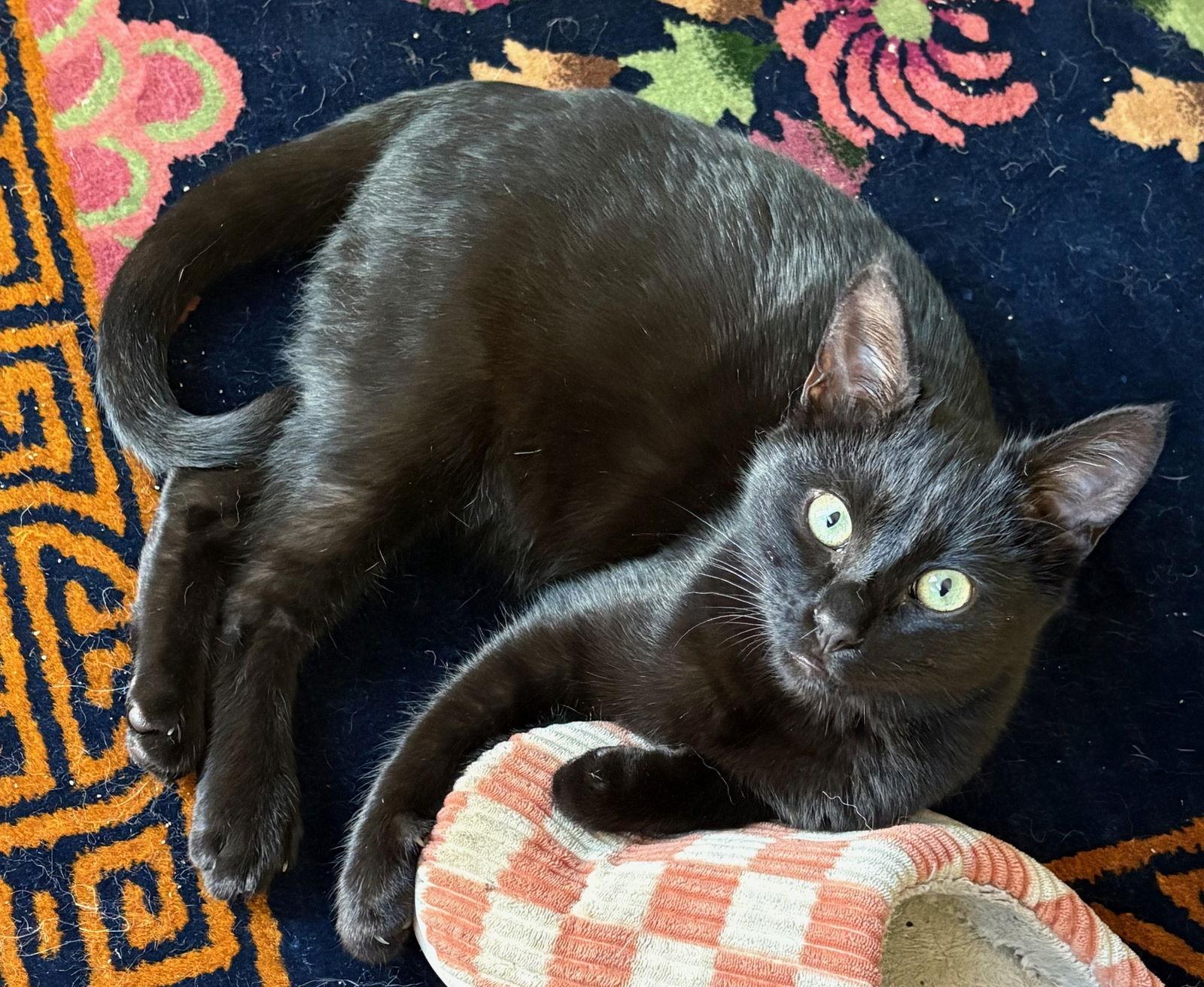 Marcus, a Adoptable Domestic Short Hair in San Jose, CA image 2/3