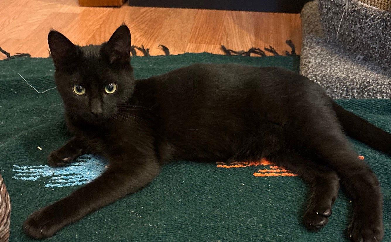 Marcus, a Adoptable Domestic Short Hair in San Jose, CA image 3/3