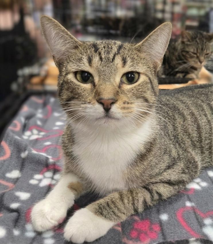 Nico, Adoptable, Young Female Domestic Short Hair.