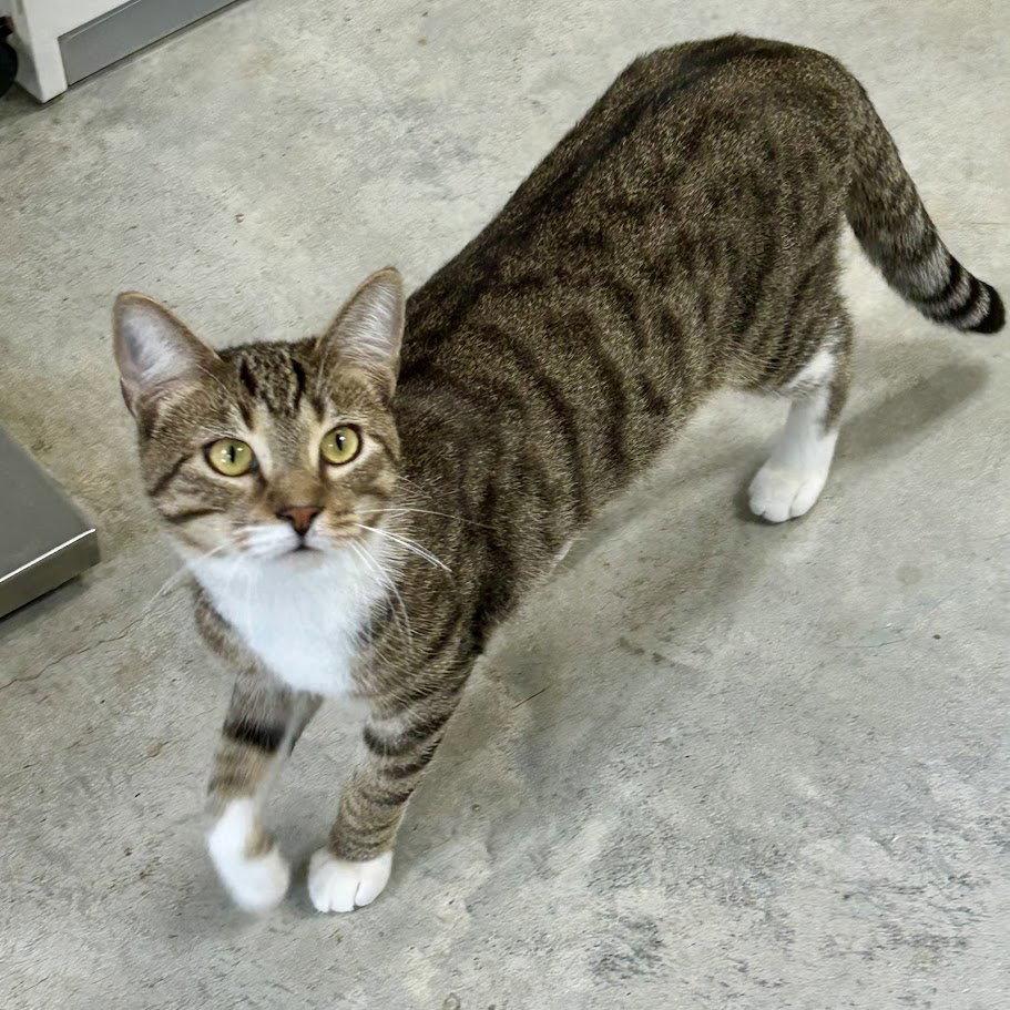 Nico, a Adoptable Domestic Short Hair in Norwood, OH image 2/3