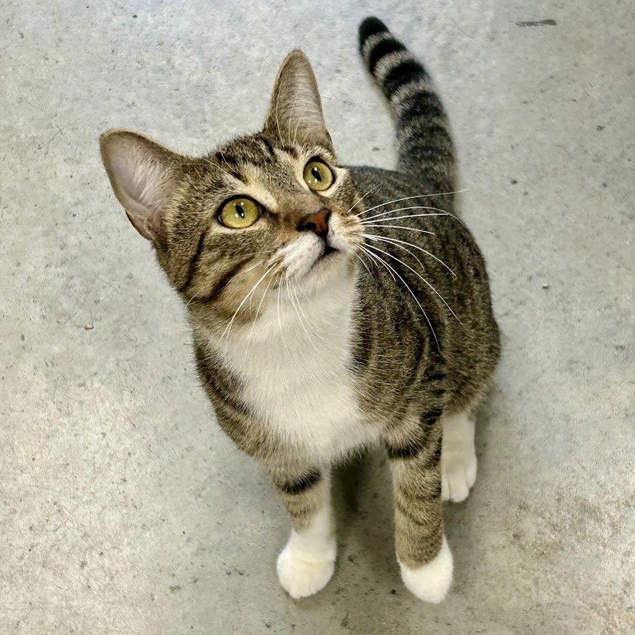 Nico, a Adoptable Domestic Short Hair in Norwood, OH image 3/3