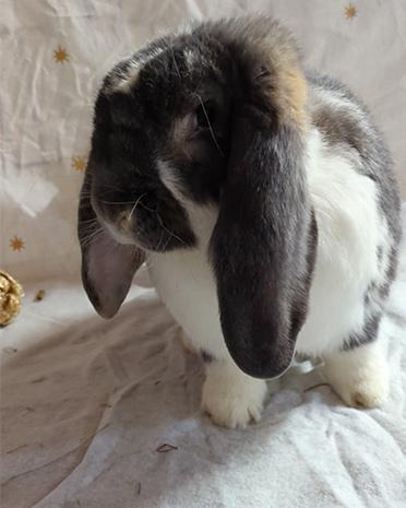 Enlarge Theodore, an adopted Bunny Rabbit in Northampton, MA image 1/1