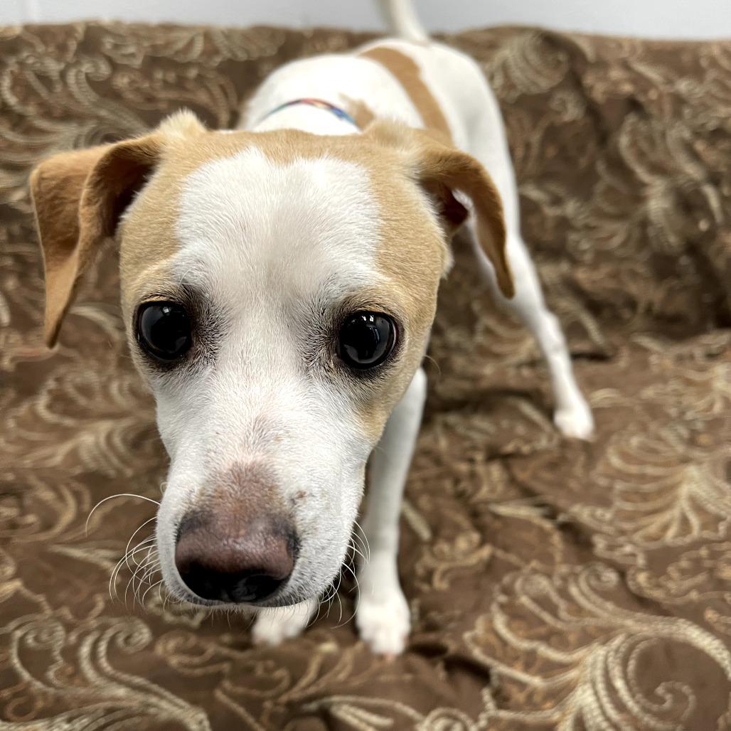 Enlarge Loverboy, a ADOPTABLE mixed breed in Monticello, IA image 1/6