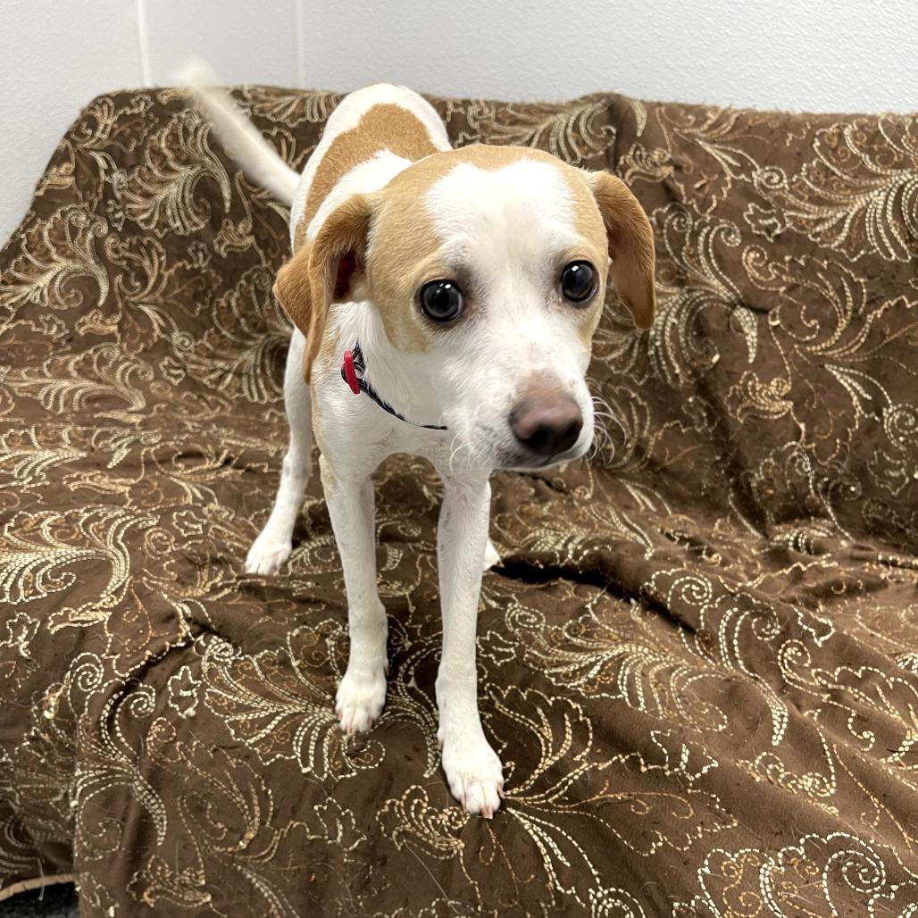 Enlarge Loverboy, a ADOPTABLE mixed breed in Monticello, IA image 4/6