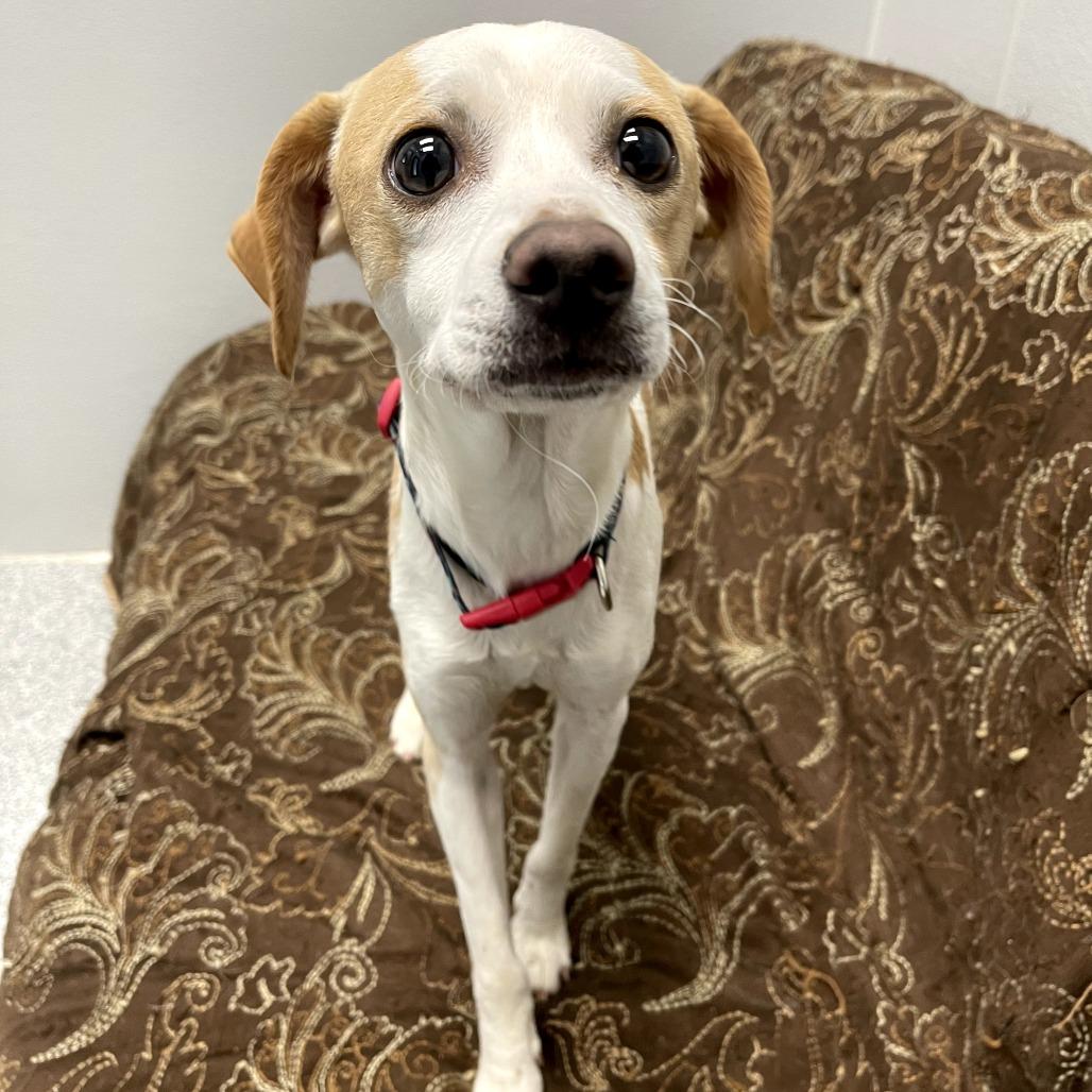 Enlarge Loverboy, a ADOPTABLE mixed breed in Monticello, IA image 5/6