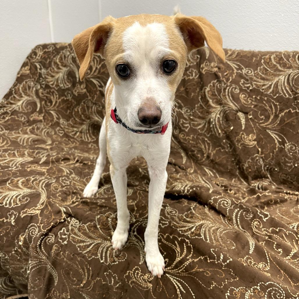 Enlarge Loverboy, a ADOPTABLE mixed breed in Monticello, IA image 6/6