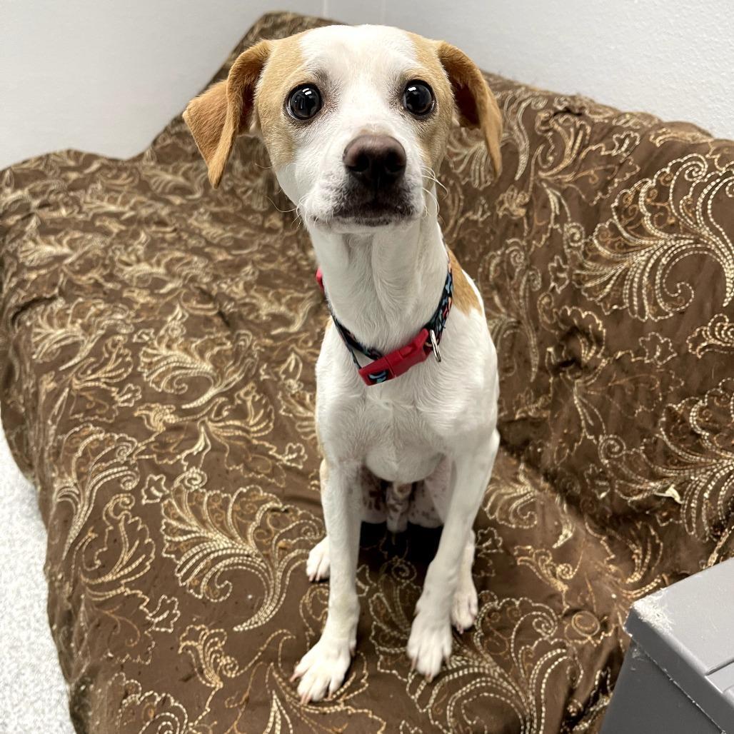 Enlarge Loverboy, a ADOPTABLE mixed breed in Monticello, IA image 2/6