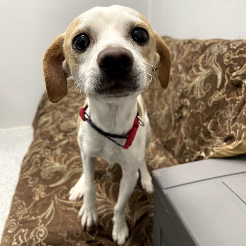 Enlarge Loverboy, a ADOPTABLE mixed breed in Monticello, IA image 3/6