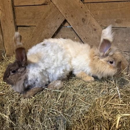 Enlarge Agate & Topaz, a Adoptable mixed breed in Oswego, NY image 2/6