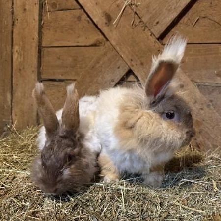 Agate & Topaz, Adoptable, Adult Female Angora Rabbit.