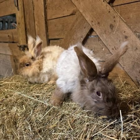Enlarge Agate & Topaz, a Adoptable mixed breed in Oswego, NY image 5/6