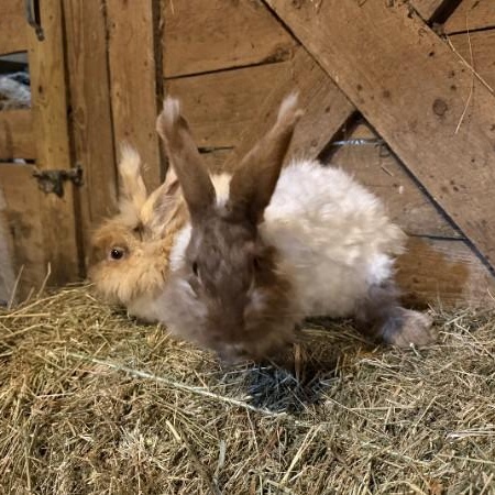 Enlarge Agate & Topaz, a Adoptable mixed breed in Oswego, NY image 4/6