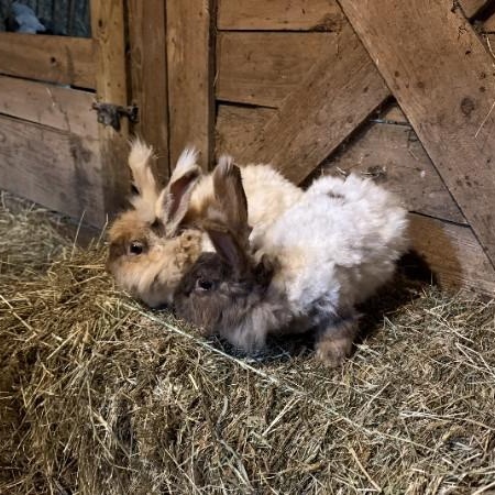 Enlarge Agate & Topaz, a Adoptable mixed breed in Oswego, NY image 6/6