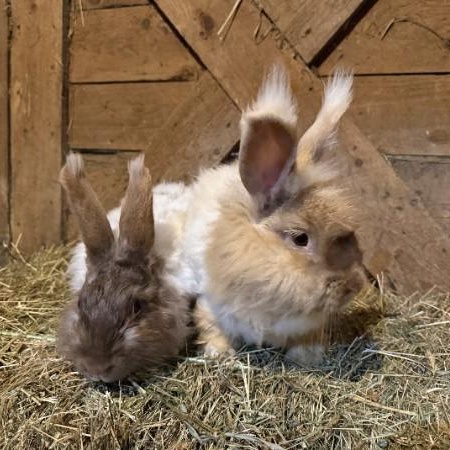 Enlarge Agate & Topaz, a Adoptable mixed breed in Oswego, NY image 3/6