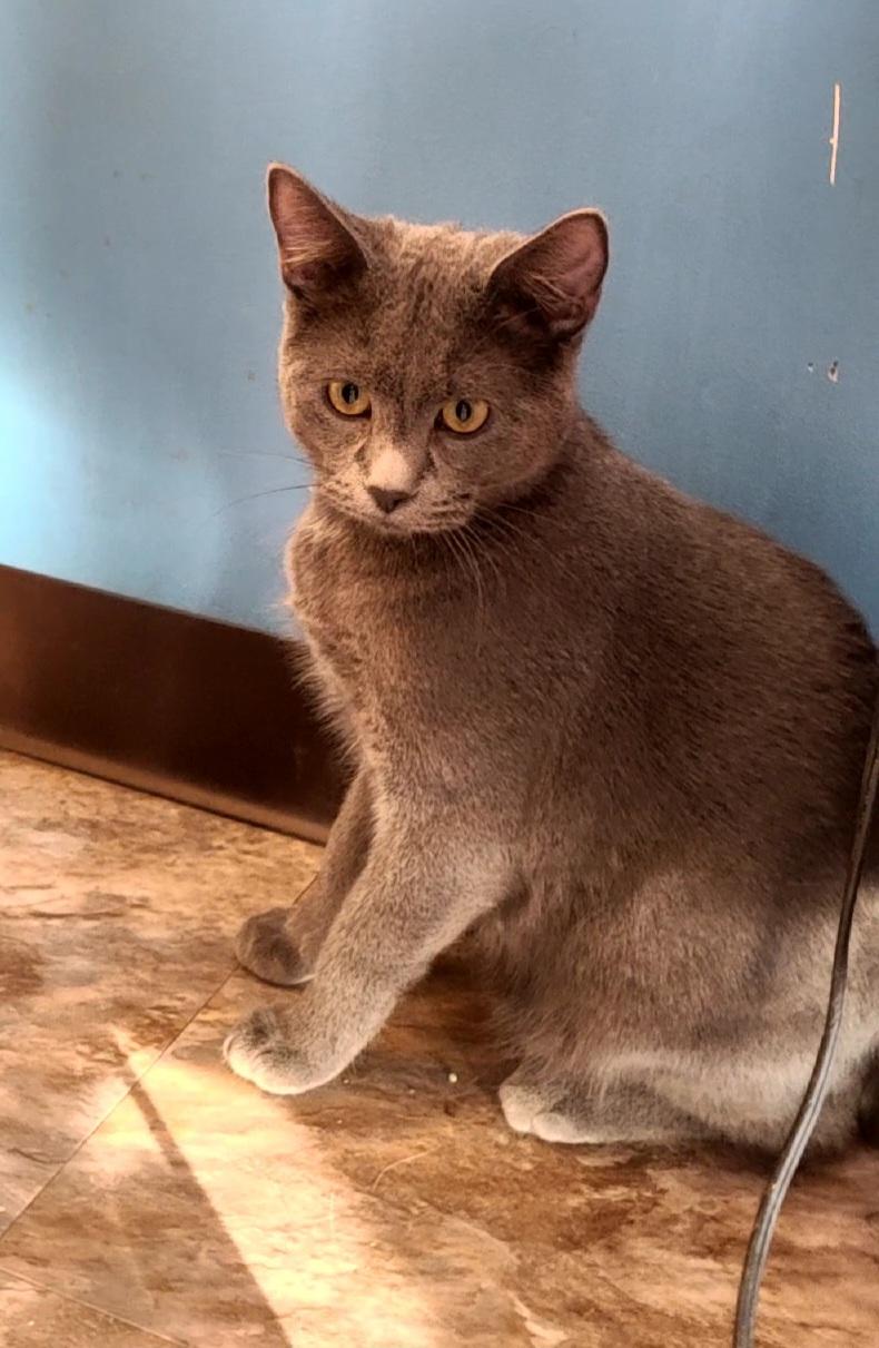 Enlarge Grover, a Adoptable Domestic Short Hair in Topeka, KS image 2/2