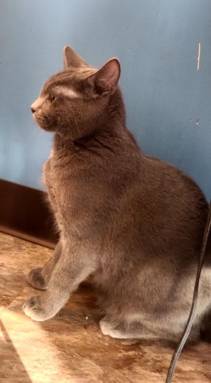 Enlarge Grover, a Adoptable Domestic Short Hair in Topeka, KS image 1/2
