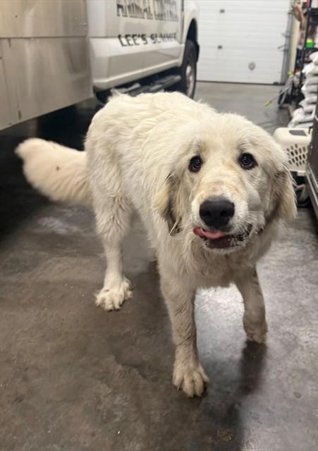 Enlarge YETTI, a Adoptable Great Pyrenees in Lees Summit, MO image 1/1