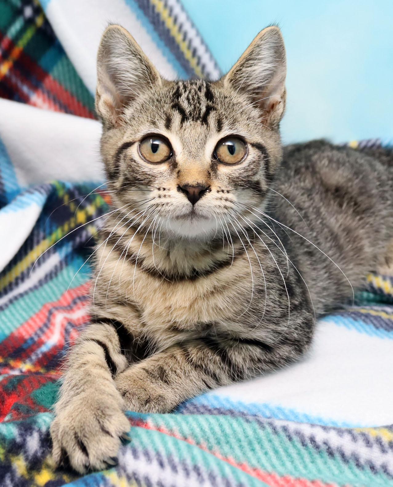 Cheshire, ADOPTABLE, Kitten Male Domestic Short Hair.