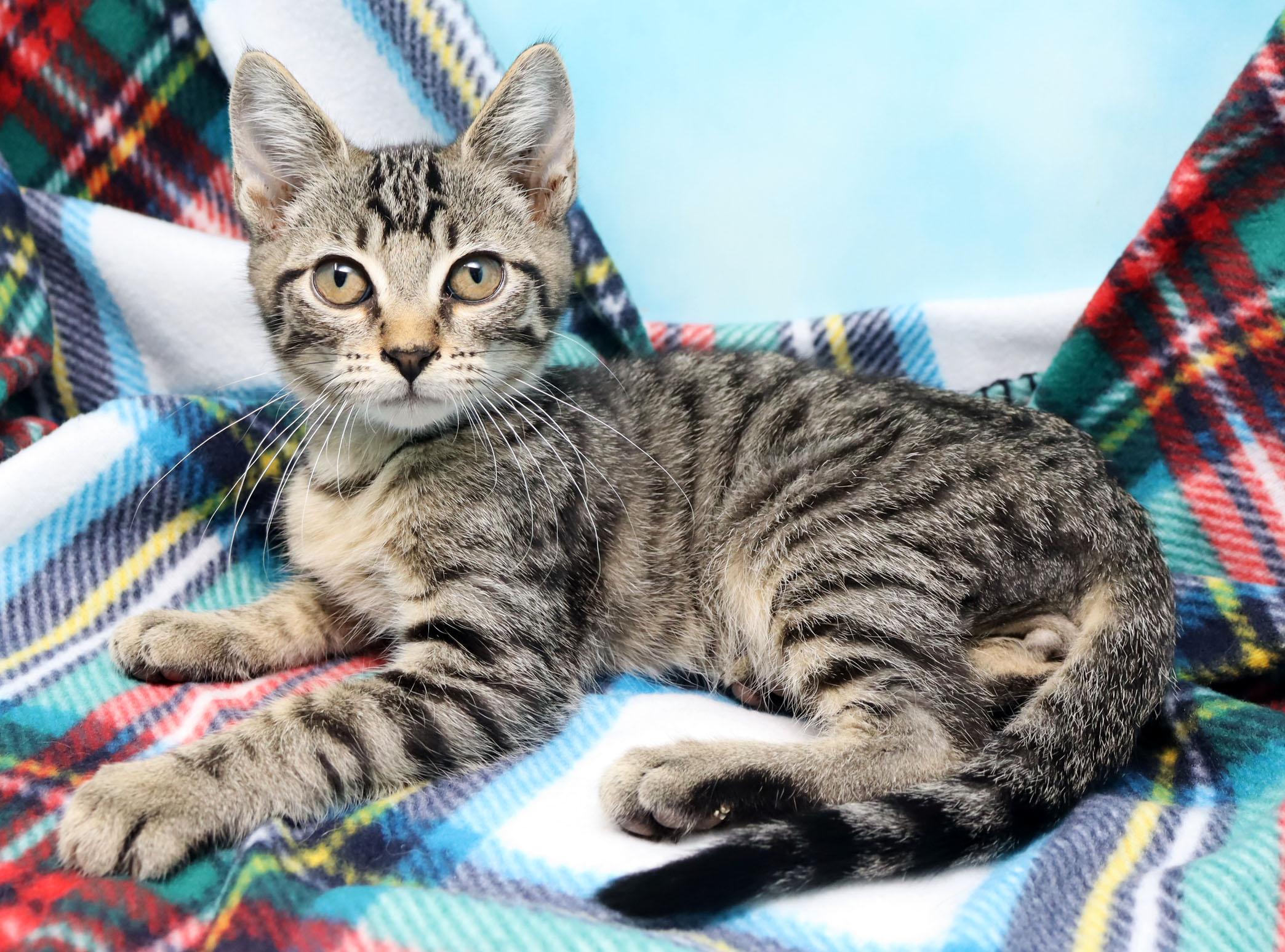 Cheshire, a ADOPTABLE Domestic Short Hair in Tierra Verde, FL image 2/3
