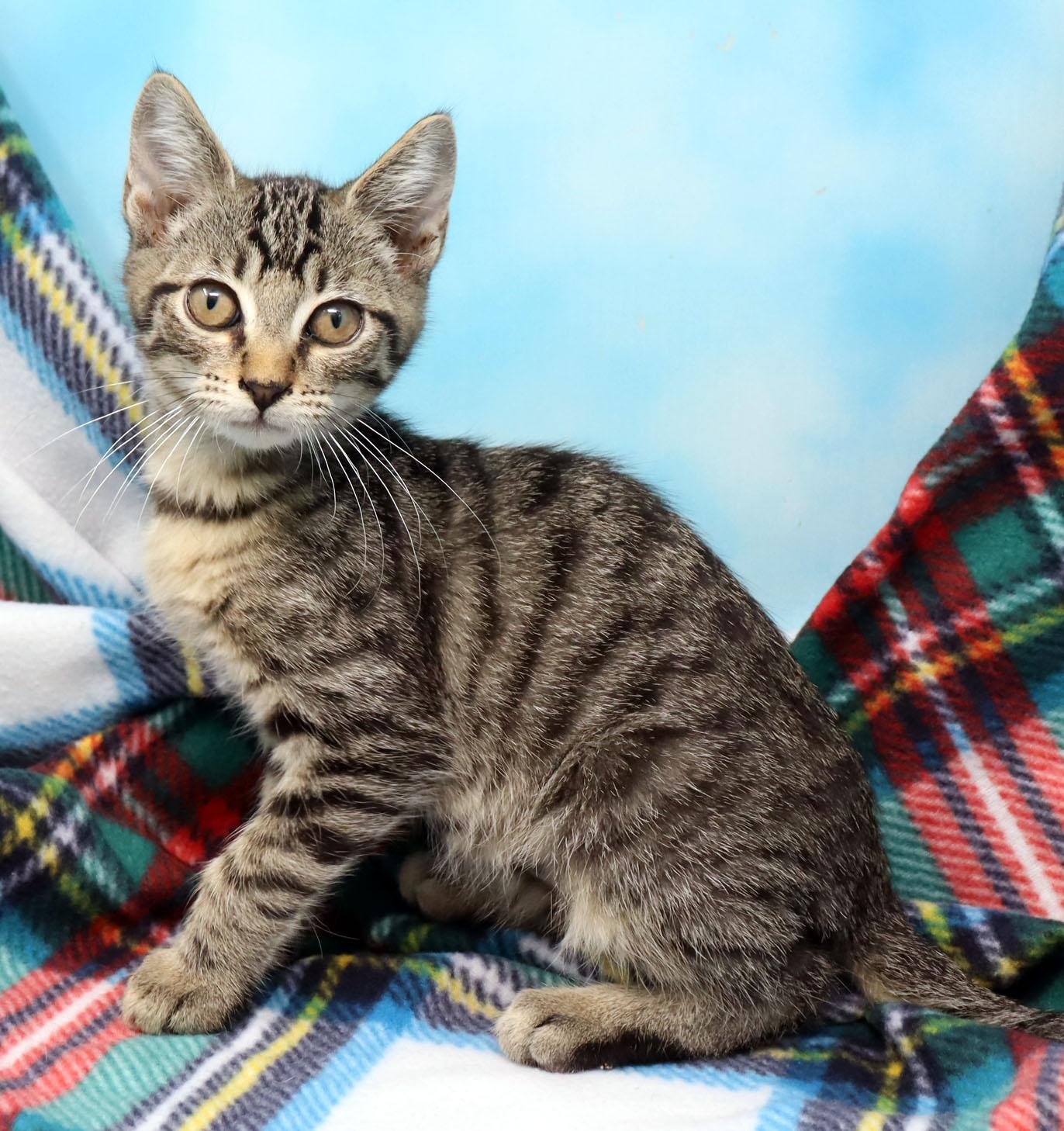 Cheshire, a ADOPTABLE Domestic Short Hair in Tierra Verde, FL image 3/3