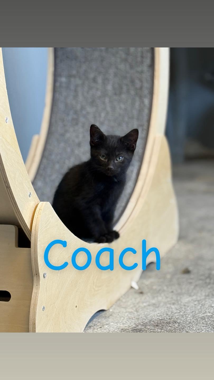 Coach, Baby Male Domestic Short Hair