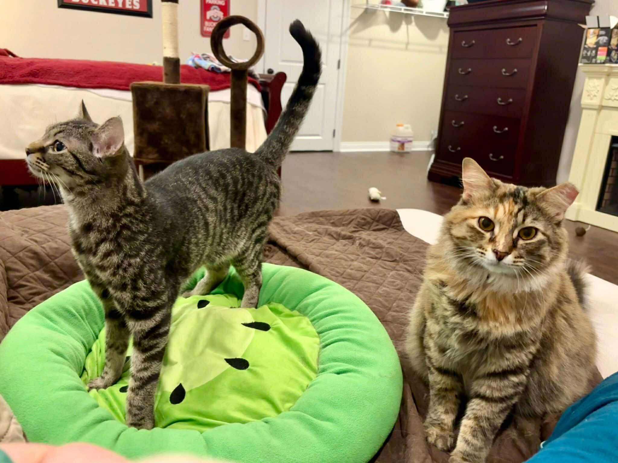 Noel & Hamilton (bonded pair) ***Courtesy Post***