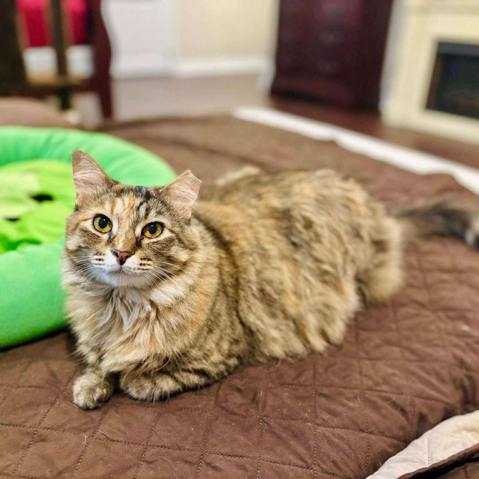 Noel & Hamilton (bonded pair) ***Courtesy Post***