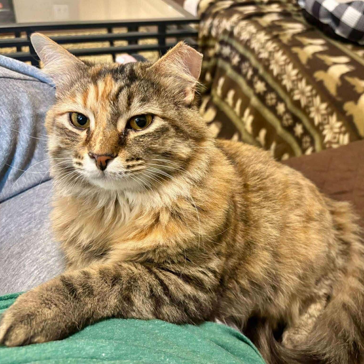 Noel & Hamilton (bonded pair) ***Courtesy Post***