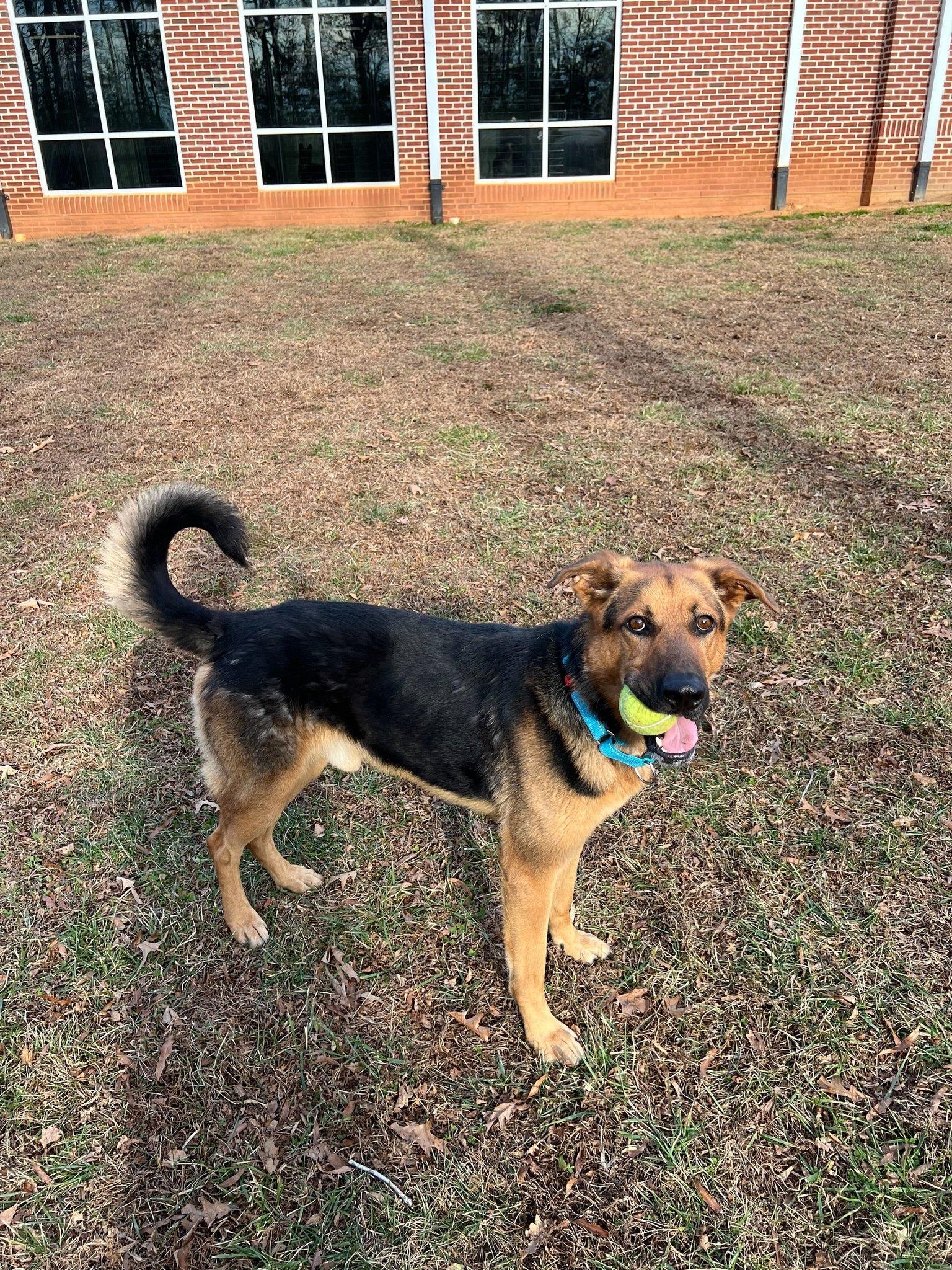 Enlarge Geo, a ADOPTABLE mixed breed in Maidens, VA image 3/6