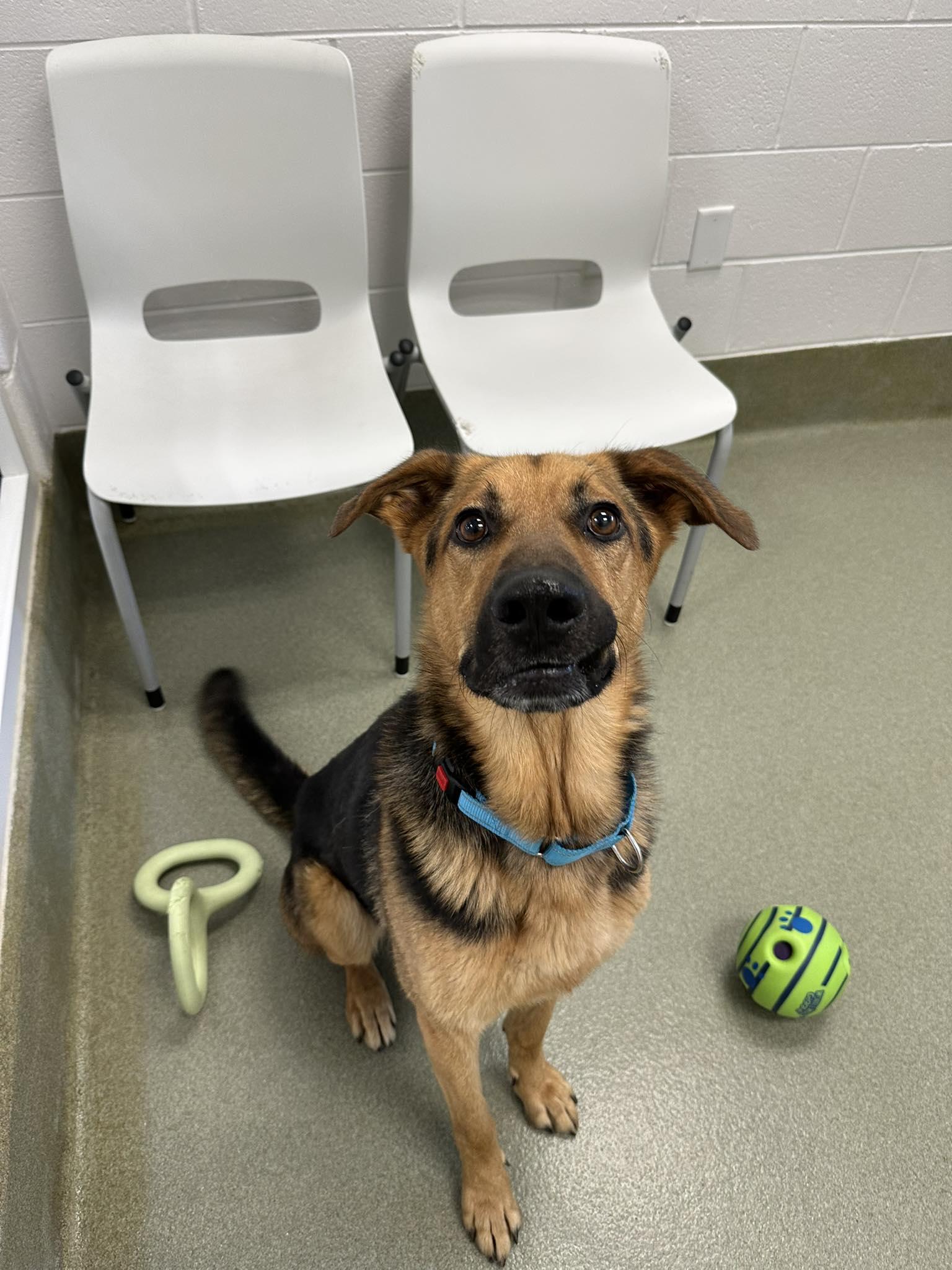 Enlarge Geo, a ADOPTABLE mixed breed in Maidens, VA image 1/6