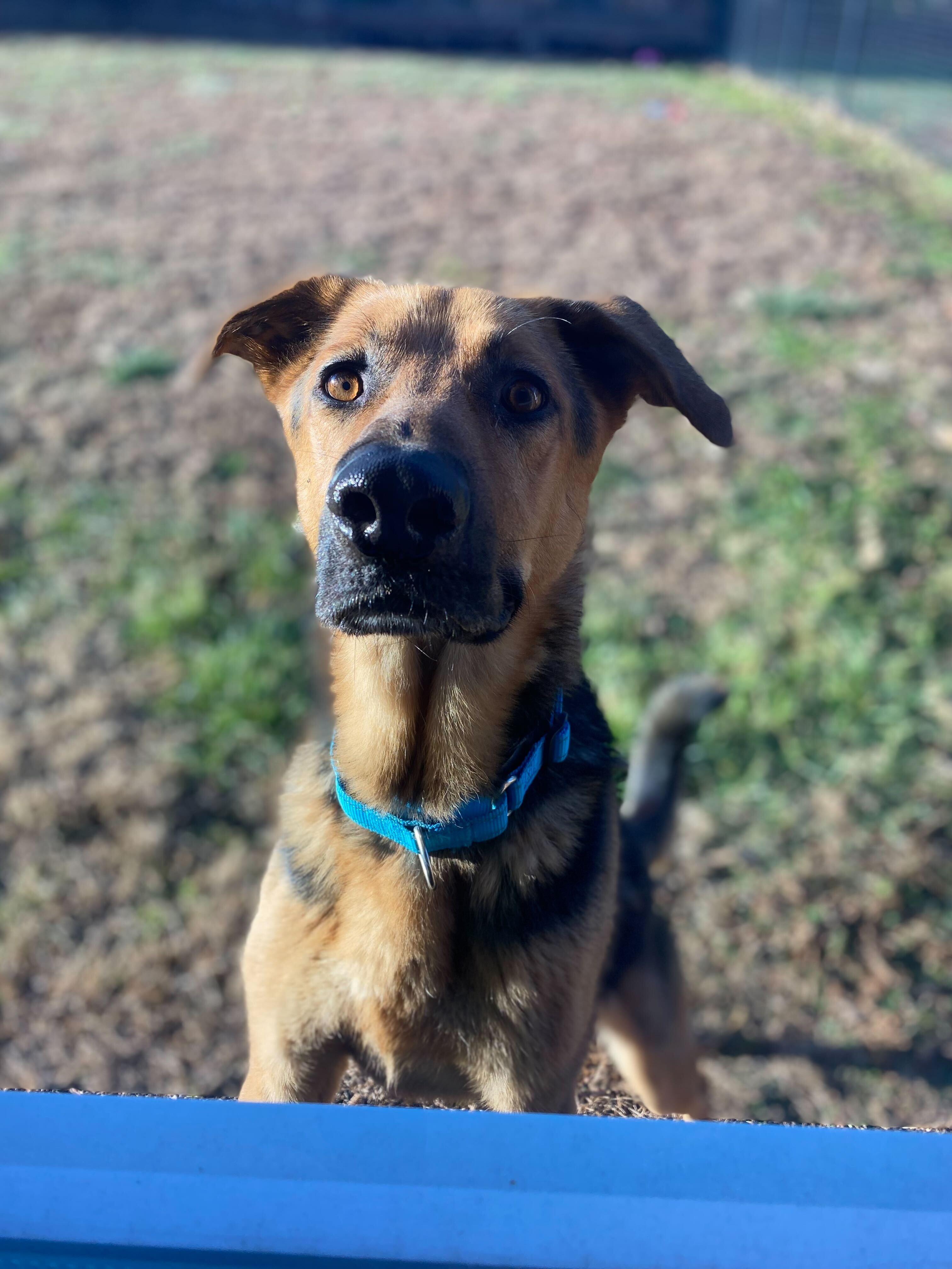 Enlarge Geo, a ADOPTABLE mixed breed in Maidens, VA image 4/6