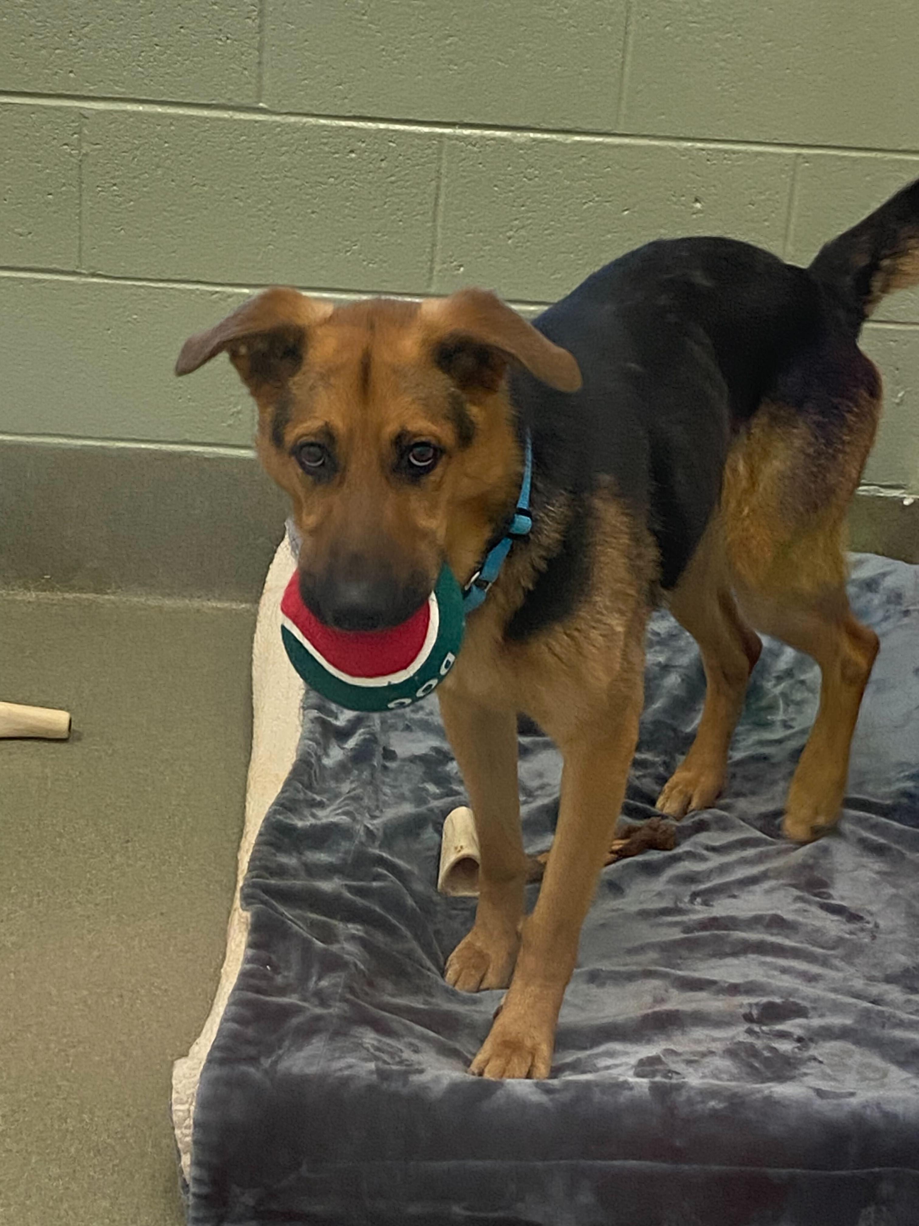 Enlarge Geo, a ADOPTABLE mixed breed in Maidens, VA image 6/6