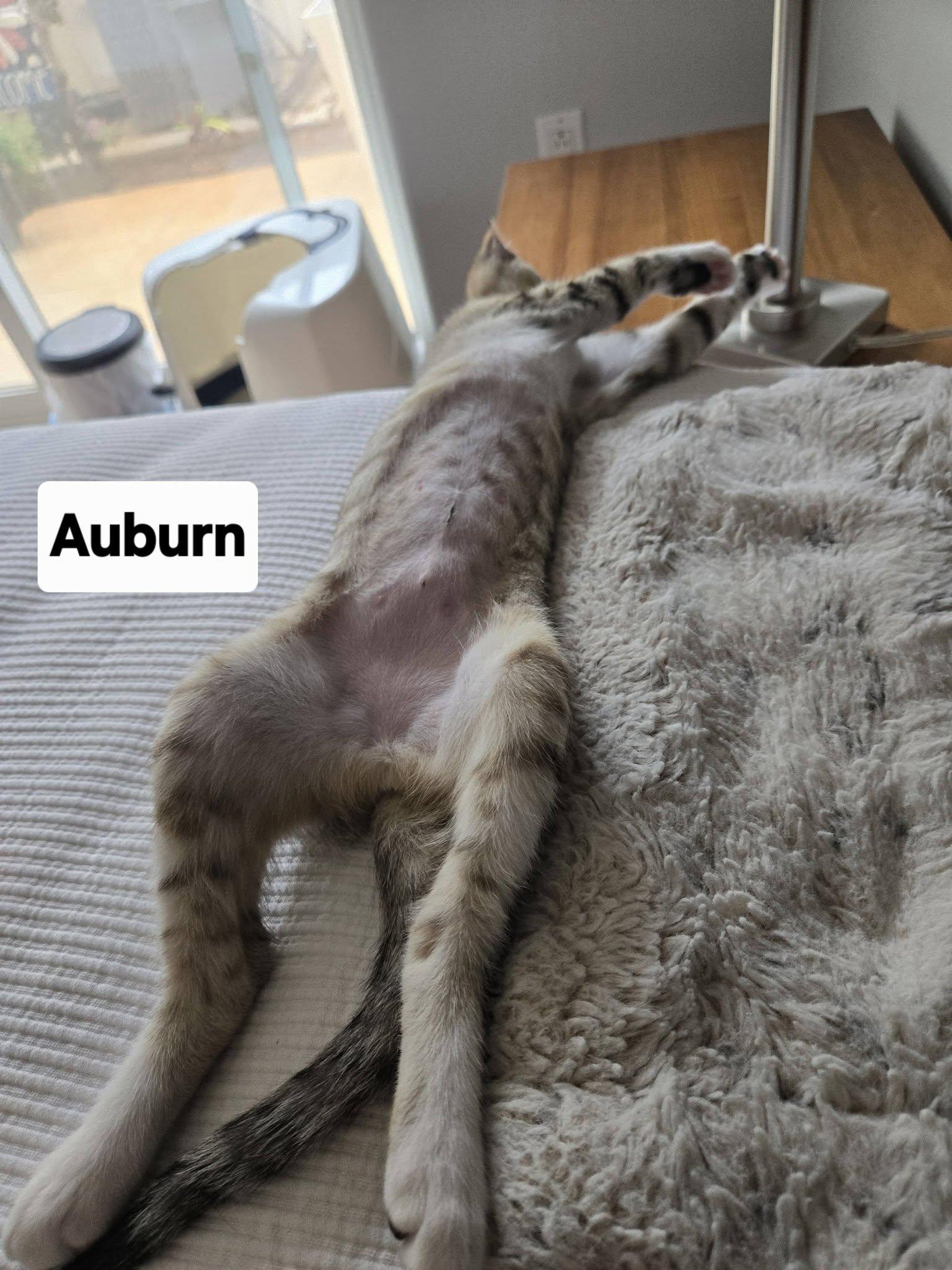 Auburn, an adopted Domestic Short Hair in Honolulu, HI image 2/2