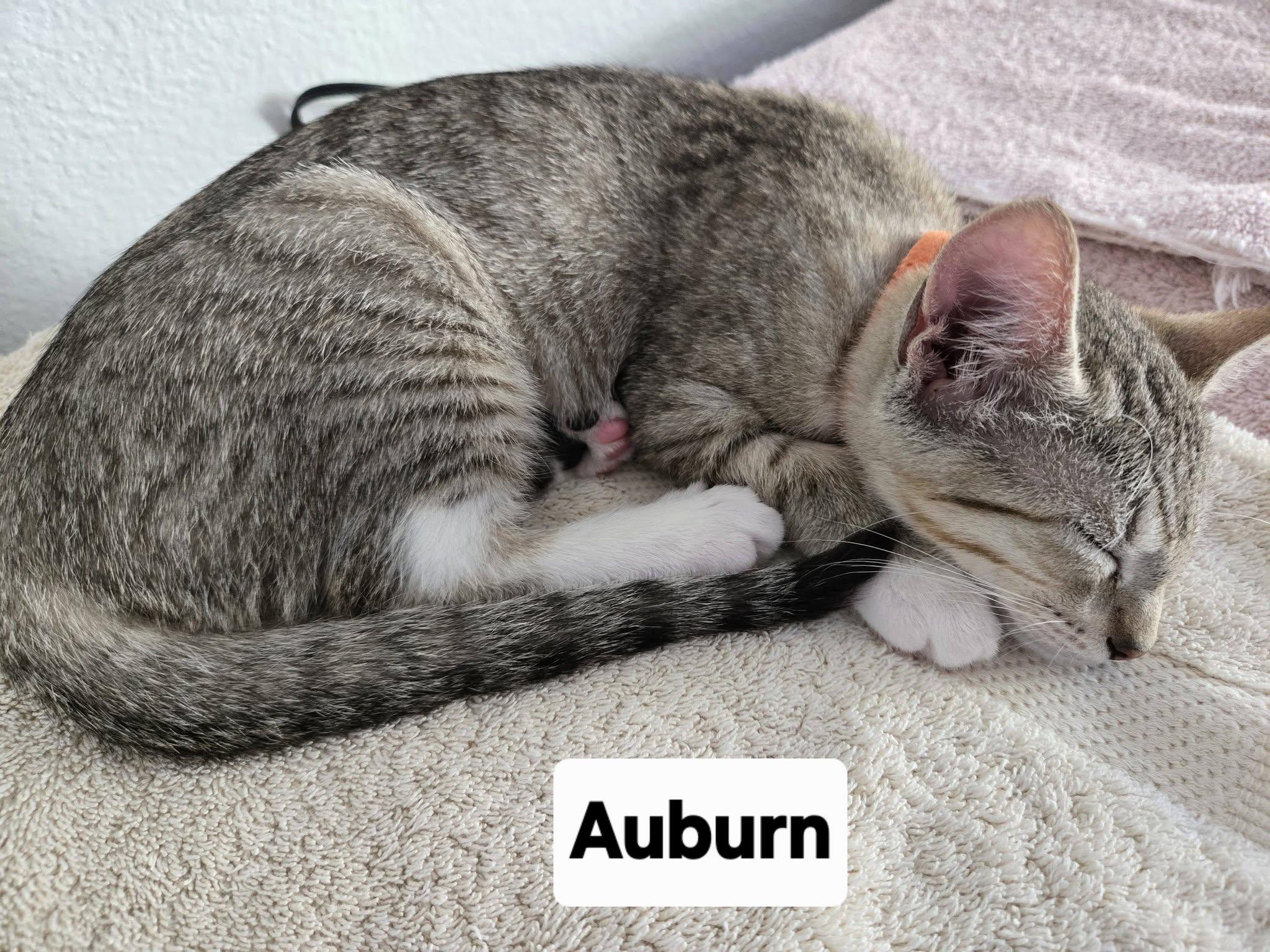 Auburn, adopted, Kitten Female Domestic Short Hair.