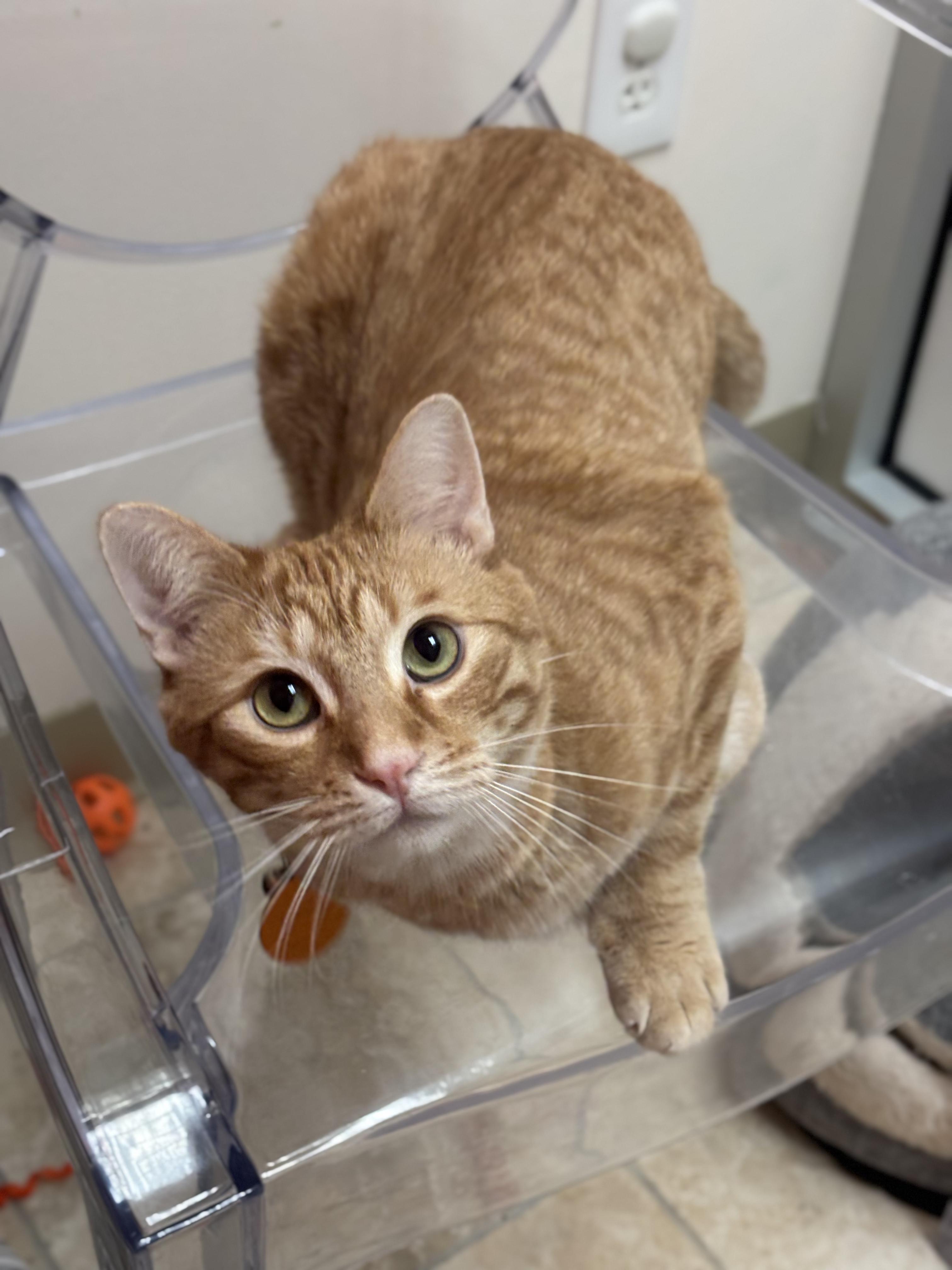 Enlarge Mac, a ADOPTABLE Domestic Short Hair in The Colony, TX image 4/5