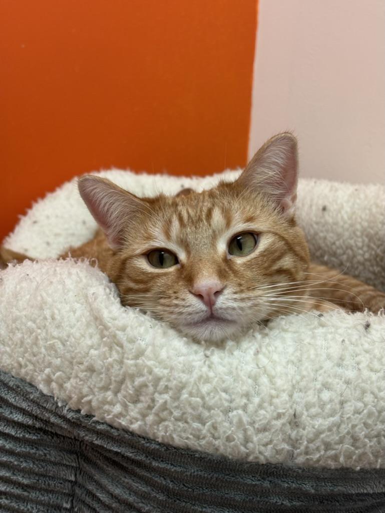 Mac, ADOPTABLE, Adult Male Domestic Short Hair.