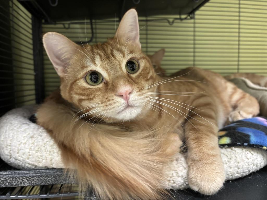 Enlarge Mac, a ADOPTABLE Domestic Short Hair in The Colony, TX image 3/5