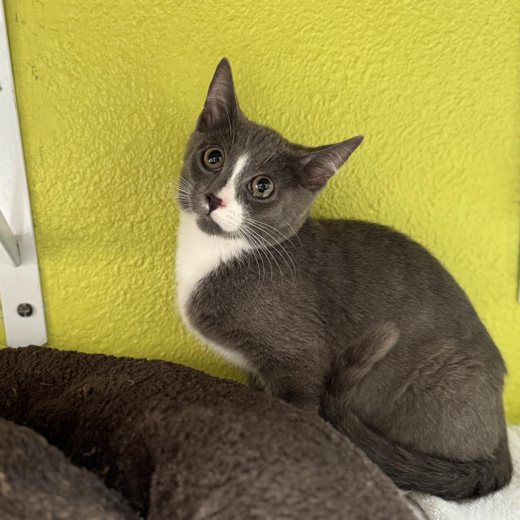 Delo, Adoptable, Young Male Domestic Short Hair.