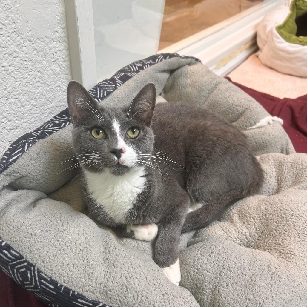 Enlarge Delo, a Adoptable Domestic Short Hair in Fresno, CA image 2/2