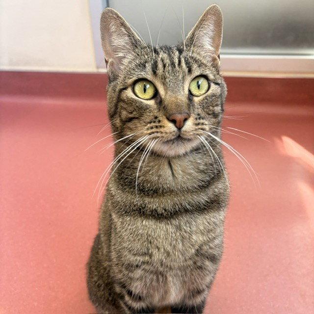 Skylar, a Adopted Domestic Short Hair in Burlingame, CA image 1/2