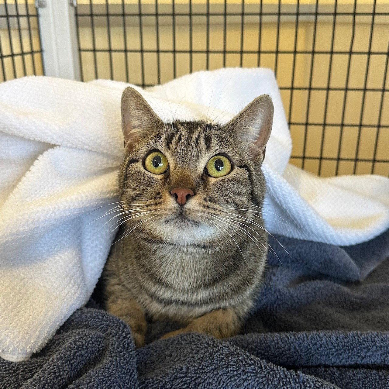 Skylar, a Adopted Domestic Short Hair in Burlingame, CA image 2/2