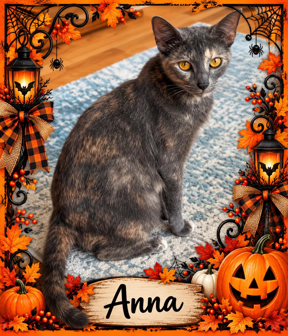 Anna-1 yr - LOVES EVERYONE, Adoptable, Adult Female Dilute Tortoiseshell & Abyssinian.