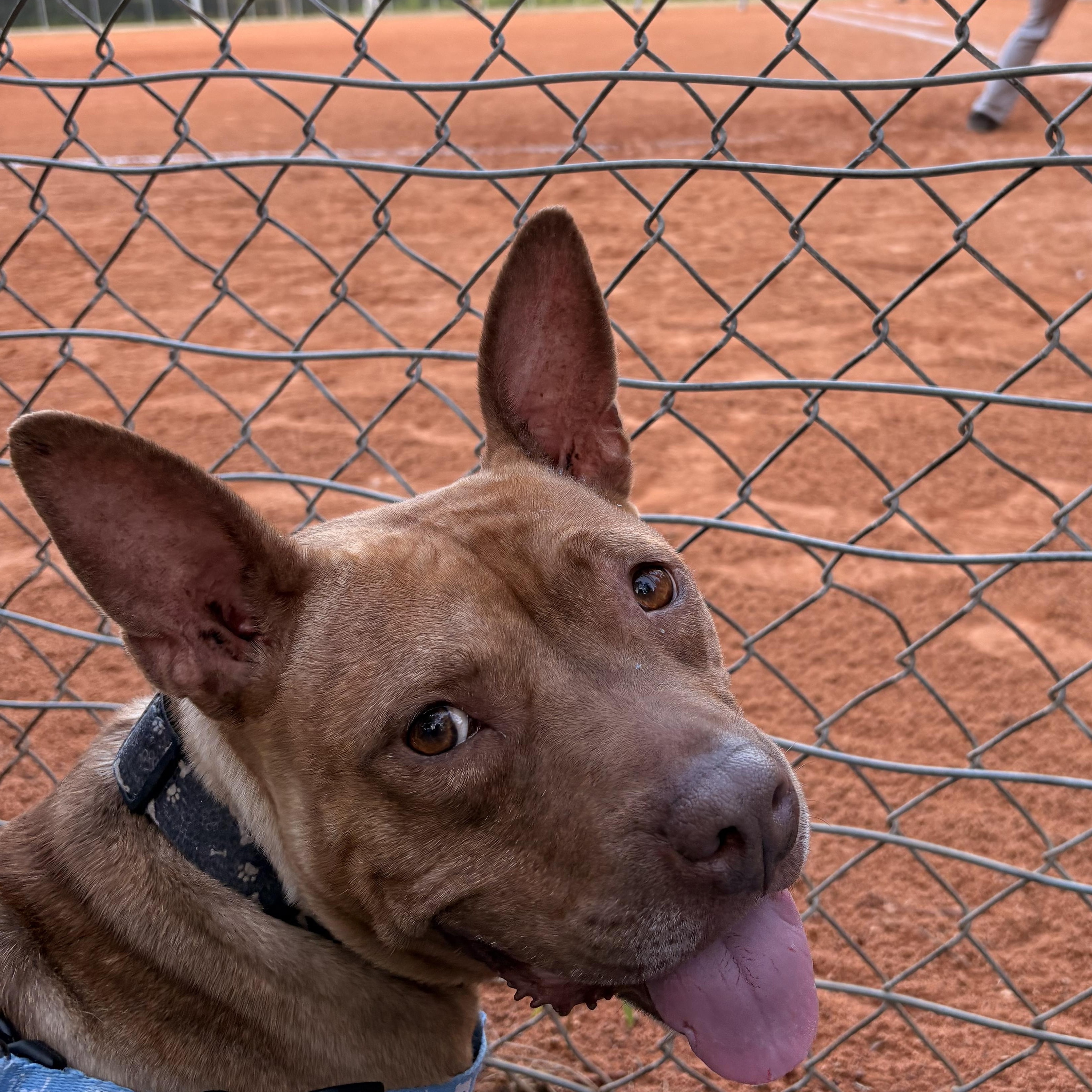 Fiona, adopted, Adult Female Terrier.