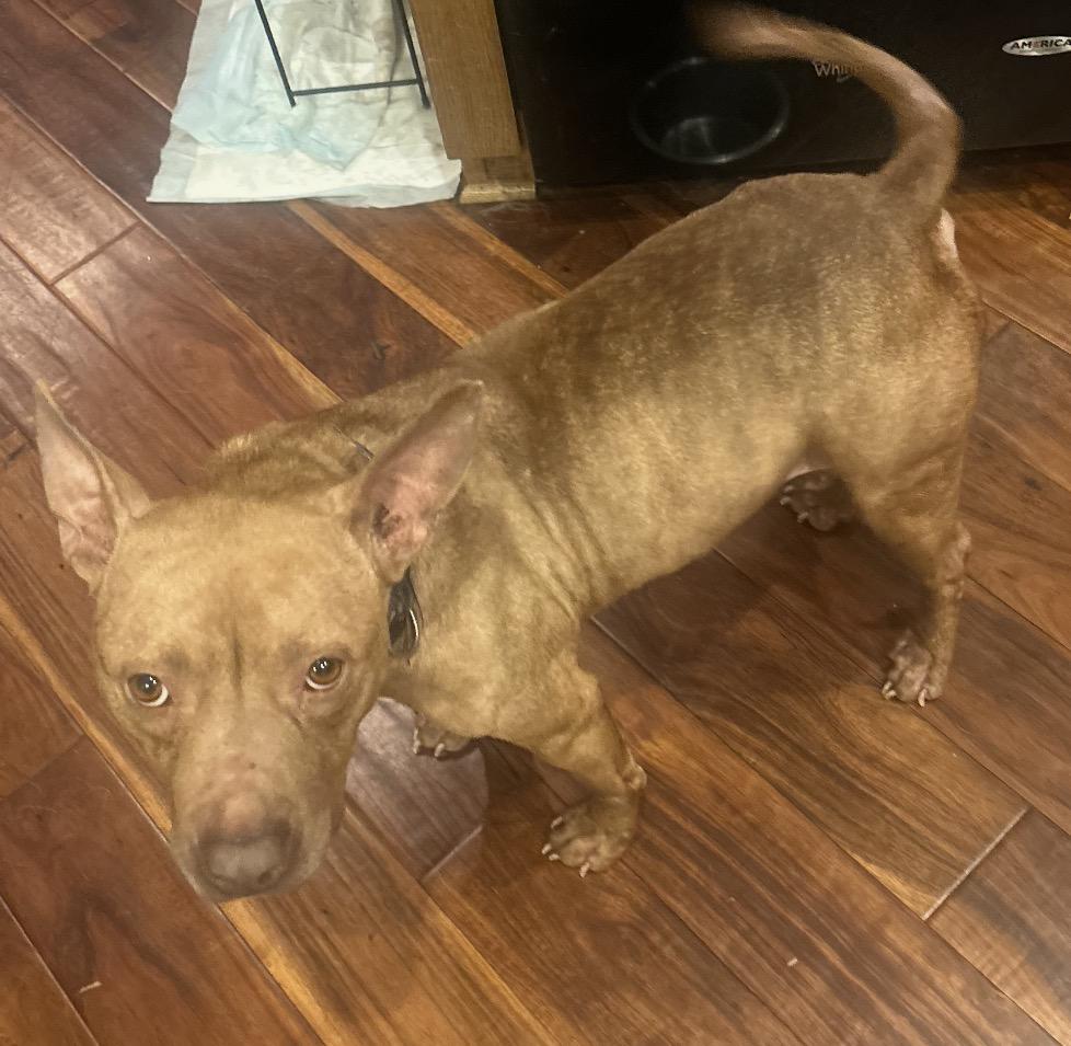 Enlarge Fiona, a ADOPTABLE mixed breed in Calabash, NC image 4/5