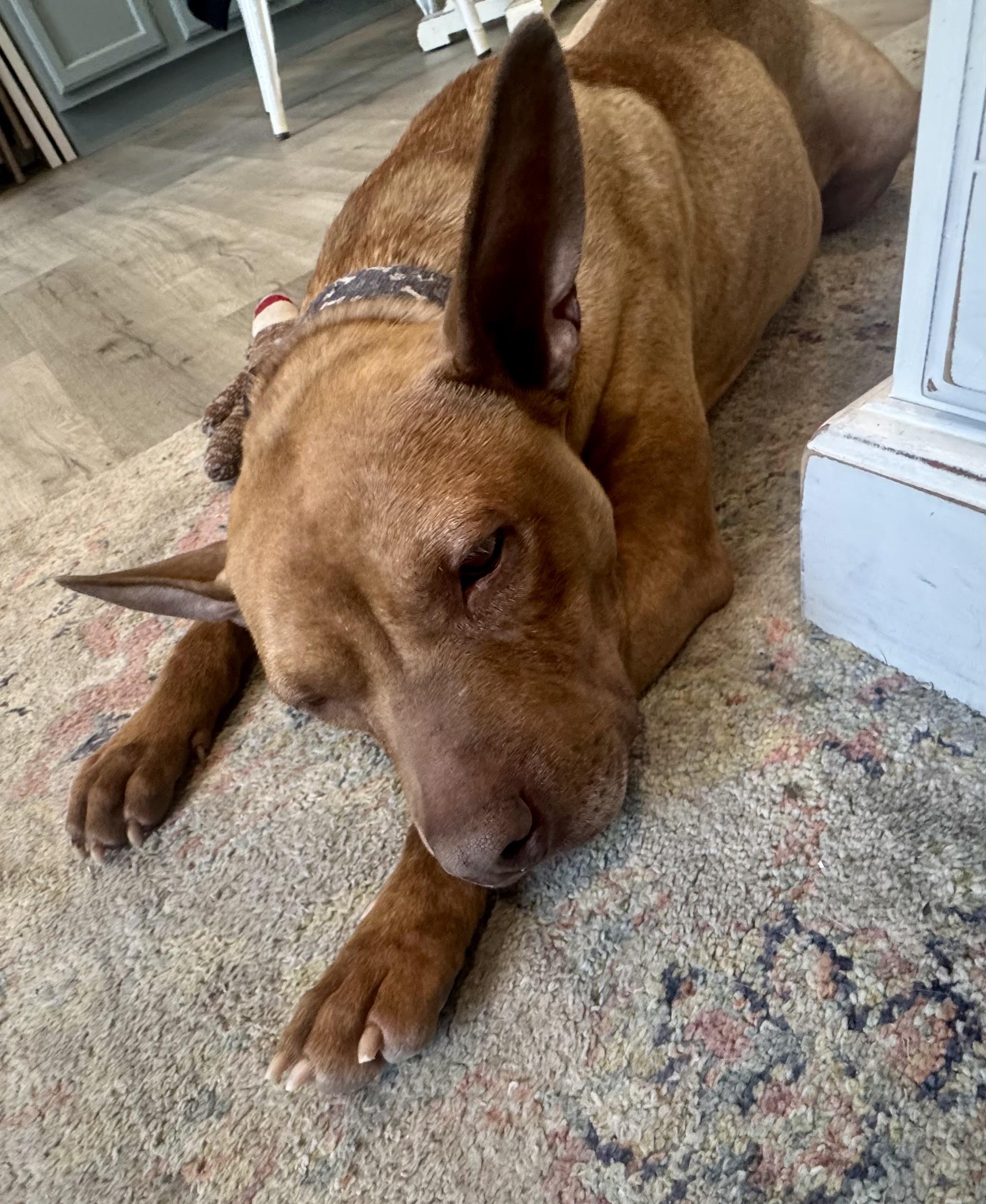 Enlarge Fiona, a ADOPTABLE mixed breed in Calabash, NC image 5/5