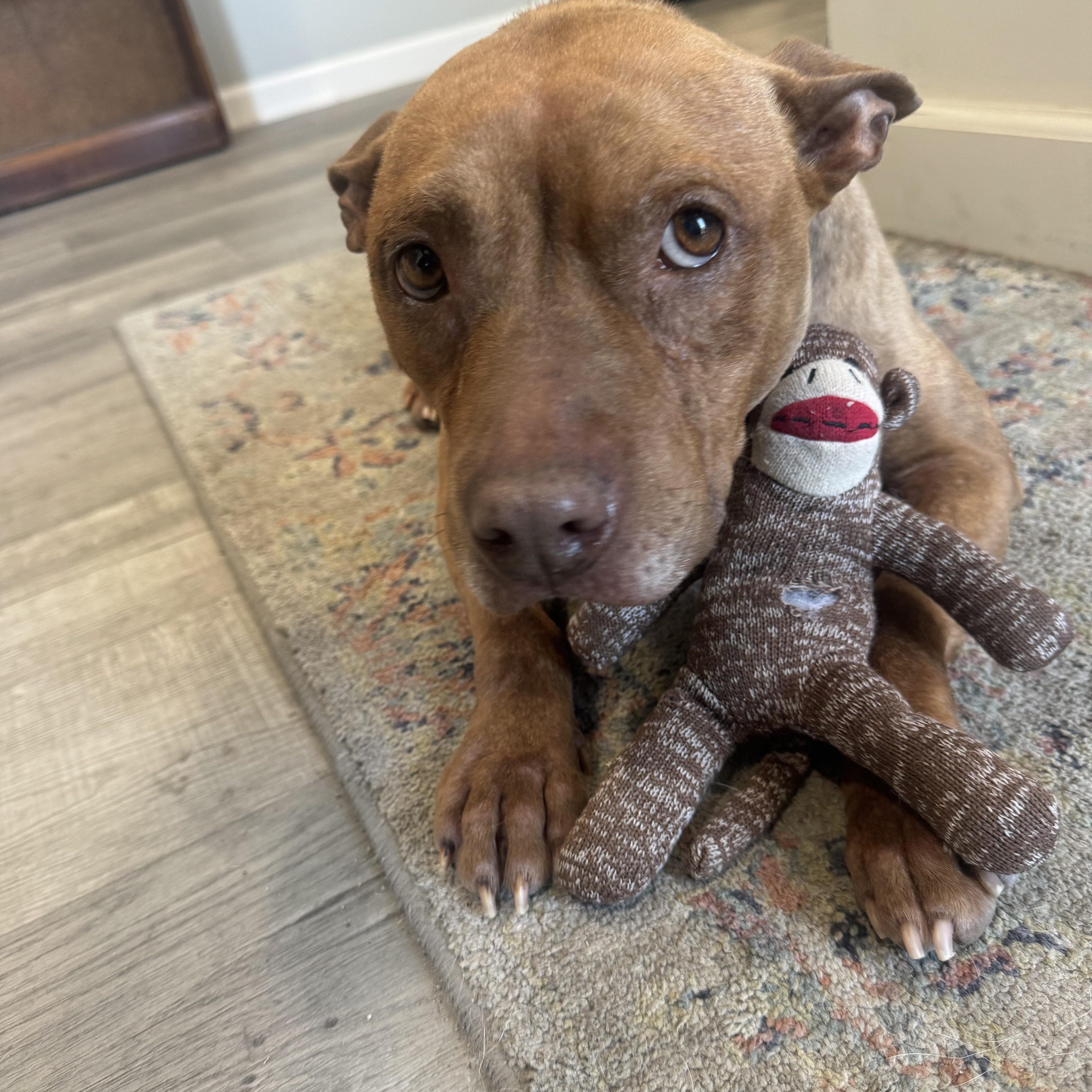 Enlarge Fiona, a ADOPTABLE mixed breed in Calabash, NC image 2/5