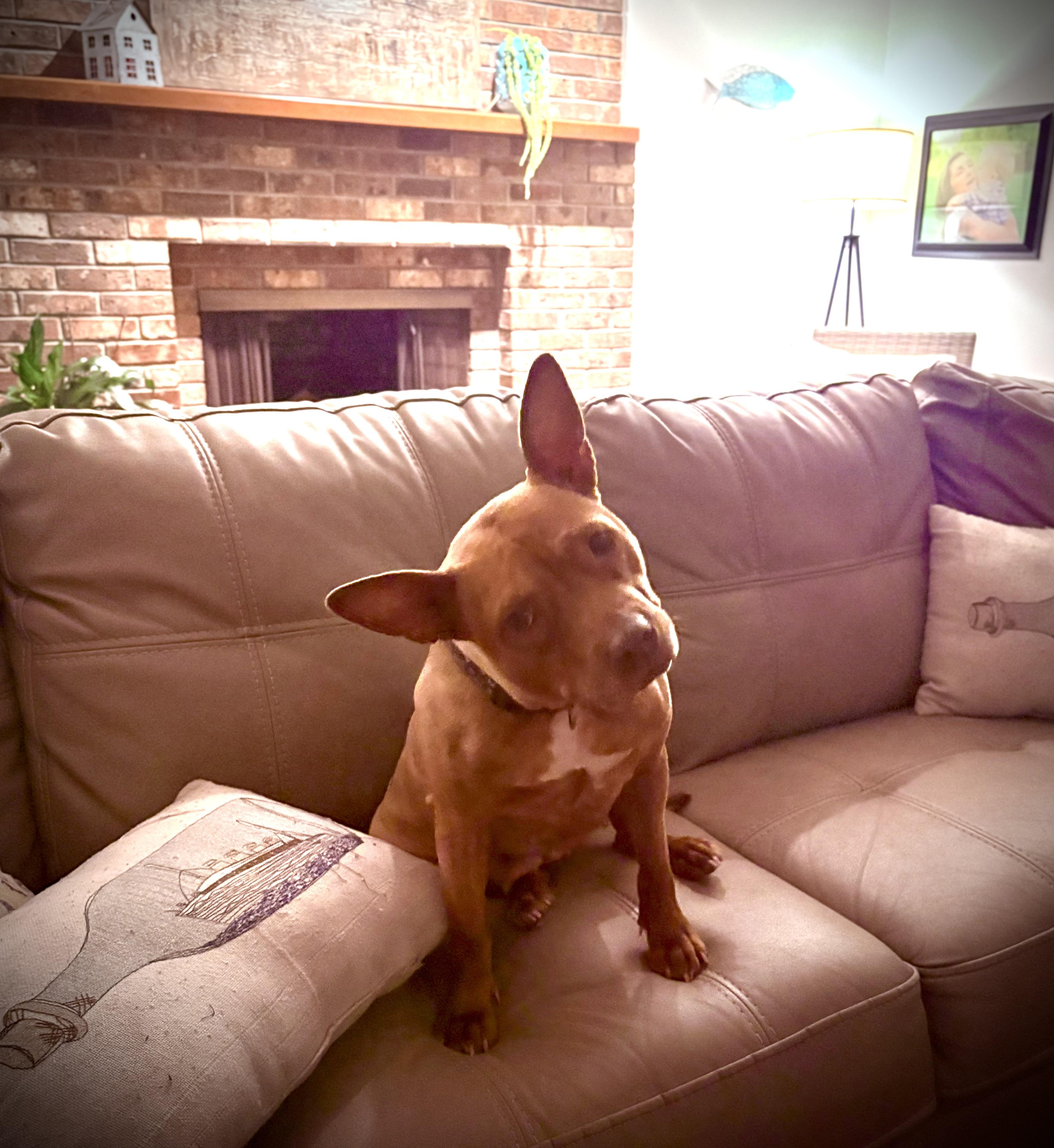 Fiona, an adopted mixed breed in Calabash, NC image 4/6