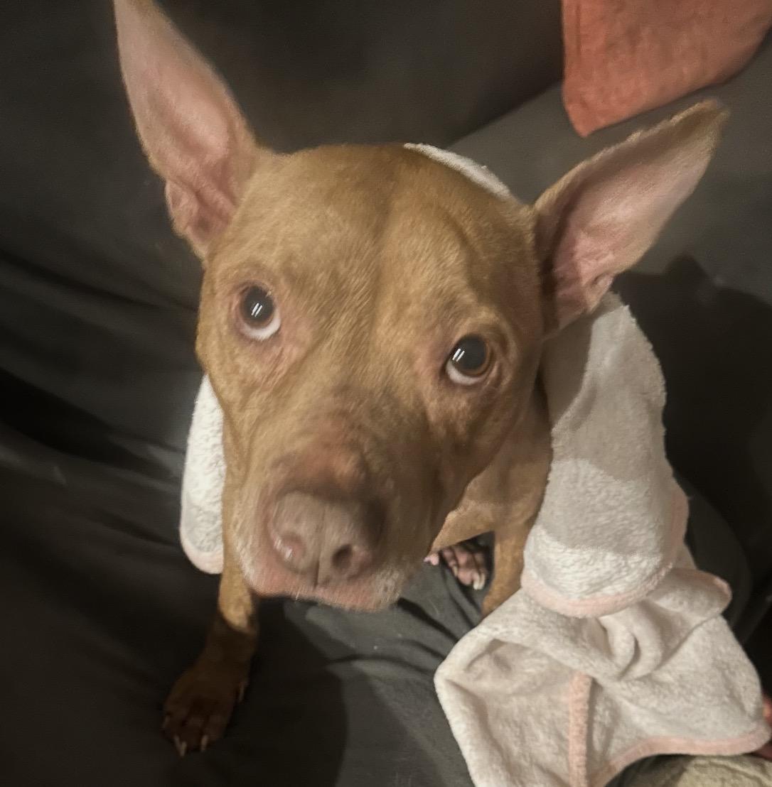 Fiona, ADOPTABLE, Adult Female Terrier.